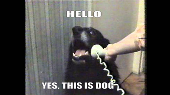 Magányos kutyáknak fejlesztettek telefont, hogy felhívhassák a gazdit