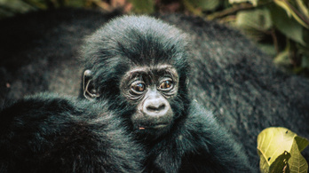 Ötször több hegyi gorilla él Afrikában, mint negyven éve