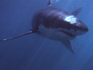 Megfejtették a terhes fehér cápák titkát