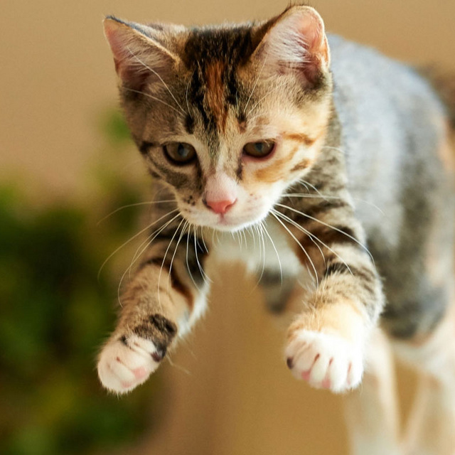 Ezért érkeznek a macskák mindig talpra: fizikusok kutatták a rejtélyt