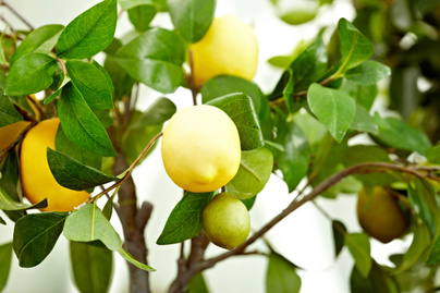 Így teleltesd a citromfád a kertész, Megyeri Szabolcs szerint: a pára és a megfelelő hőmérséklet is fontos