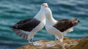 Egyre gyakrabban válnak el az albatroszok a klímaváltozás miatt