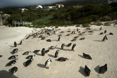 A dél-afrikai város, ahol pingvinek uralkodnak: fel-alá sétálgatnak az utcán