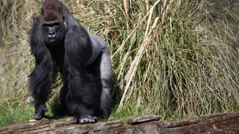 Túlszaporodtak a gorillák Európában, iszonyú megoldással álltak elő