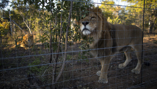 Néhány ezer forintért már lehet oroszlánt és tigrist venni Ukrajnában