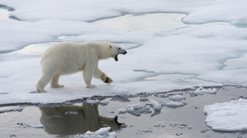 Először vettek videóra rénszarvast levadászó jegesmedvét