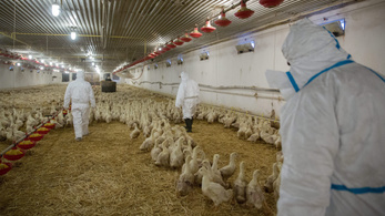 Újabb gazdaságban mutatták ki a madárinfluenzát Magyarországon
