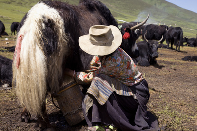 yak tibet