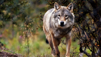 Évtizedek óta kihalt a norvég farkas, de csak most vették észre