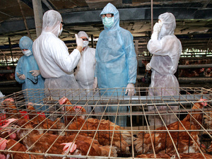 Naponta 2-4 új kínai madárinfluenzás van
