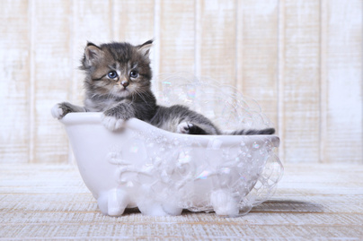 Ez a macska imád gumikacsákkal fürdeni: ennél cukibb fotókat ma már nem látsz