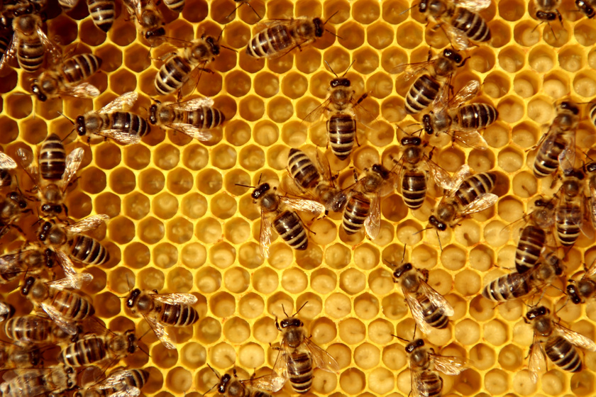 A méhek életkoruk alapján töltik be a kaptárban a munkakörüket: 4-8 hét alatt végigjárják a teljes ranglétrát