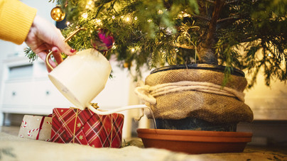 Így tartsd életben a karácsonyfád: hasznos tippek a szakértőktől