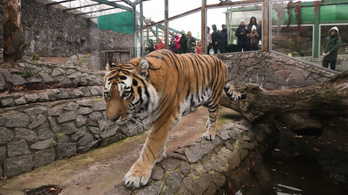 A nagy hó fenyegetheti a szibériai tigriseket