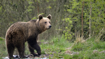 Embert ölt a medve a Székelyföldön