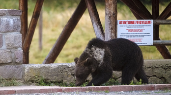 Törvénykeztek a medvékről Romániában