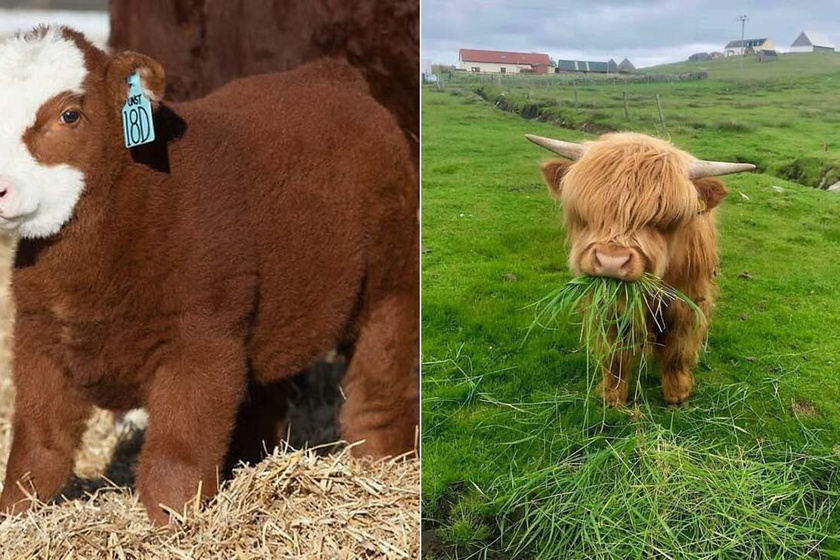 Szívmelengető képek, amik bebizonyítják, milyen aranyosak a tehenek: sokszor úgy viselkednek, mint a kutyák