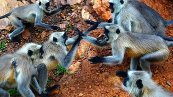 Hatósági fellépés vetett véget az indiai majmok bosszúhadjáratának