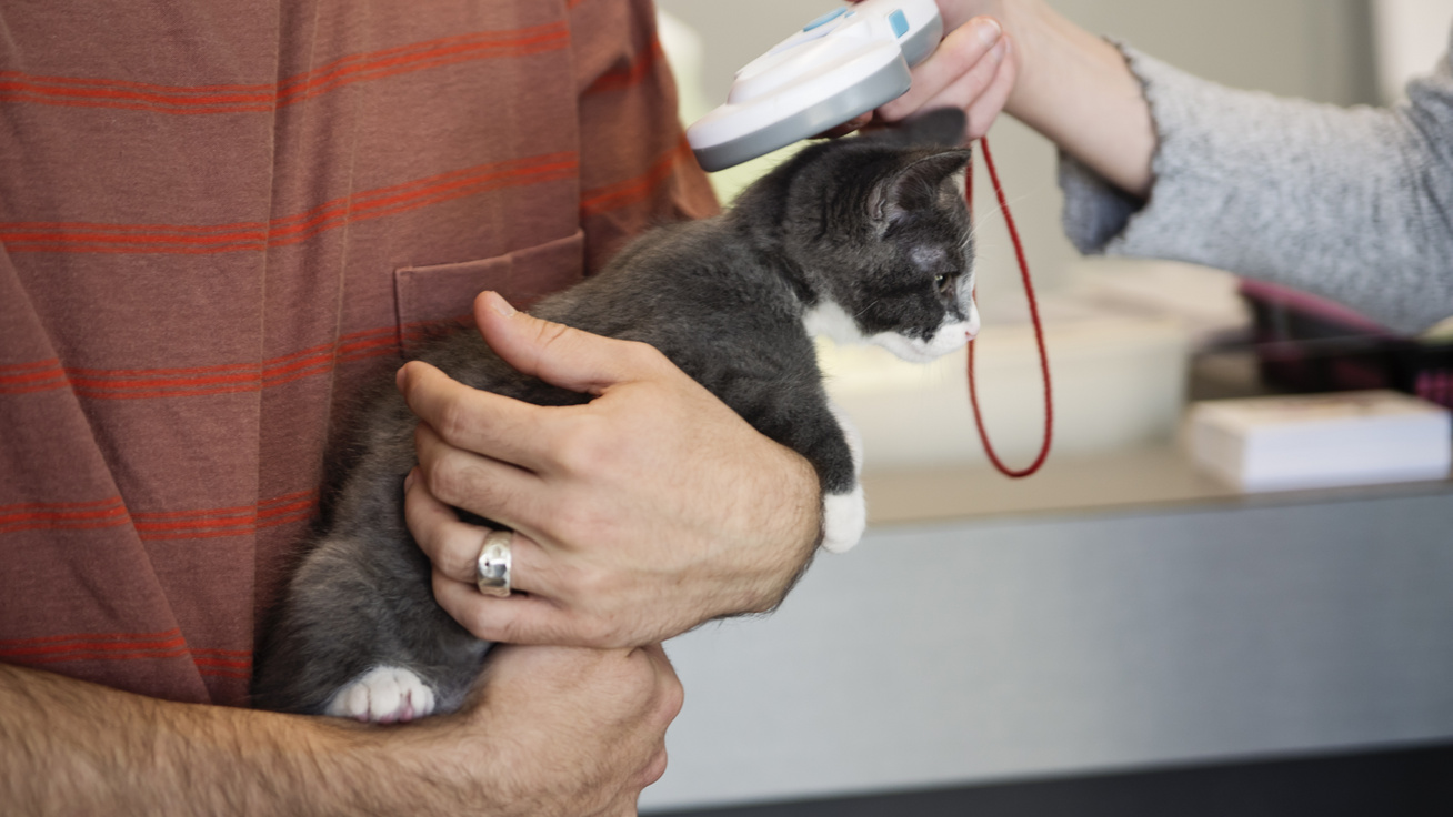 Mit gondol az állatorvos a mikrochipről? Ezért kellene a macskák esetében is kötelezővé tenni