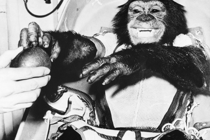 Az űrugrás után még 17 évet élt egy állatkertben: Hamet, a csimpánzt 1,5 évig képezték ki a feladatra