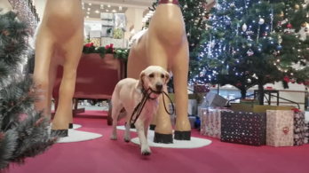 Cukibbnál cukibb kutyusok lepték el a bevásárlóközpontot karácsony előtt – videó