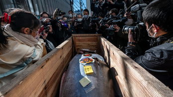 Hat éve nem adtak el olyan olcsón tonhalat Japánban árverésen, mint most