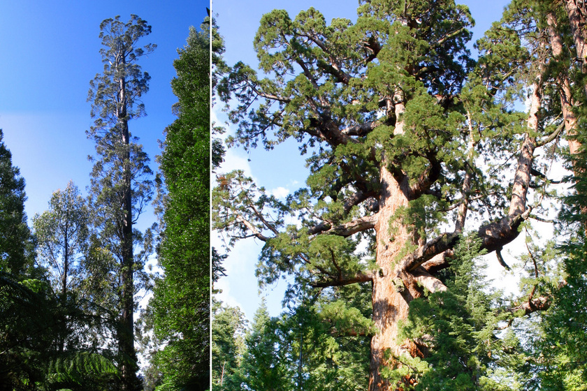 Hihetetlen, mekkorák: mutatjuk a világ leghatalmasabb fáit - Van, amelyik több mint 100 méter magasra nőtt