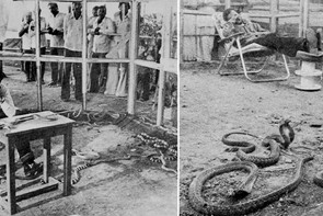 Három napon keresztül halálos kígyókkal összezárva – hihetetlen Guinness-rekord