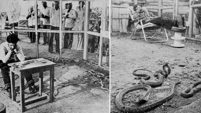 Három napon keresztül halálos kígyókkal összezárva – hihetetlen Guinness-rekord