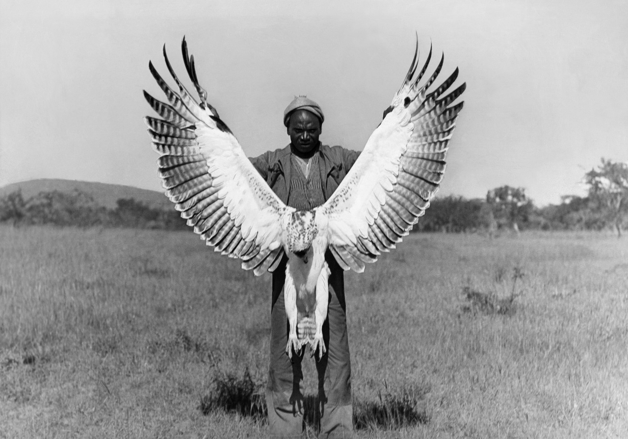 Nagy, fehér sas. Kenya, Maszájföld. 1933. március 13. 