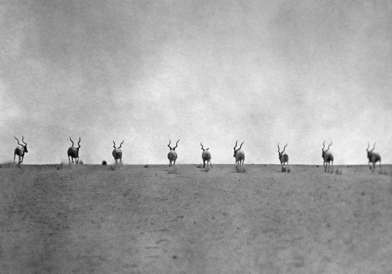Az expedíció autói elől menekülő antilopcsapat. Szudán. 1935. március 3.