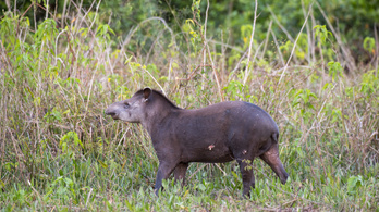 Kihalhatnak a tapírok Dél-Amerikában