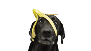 Ha mindennap eszel egy banánt, tízféleképpen teszel jót a szervezeteddel