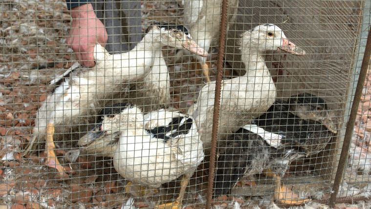 Kitört a madárinfluenza Szabolcsban, 37 ezer madarat kell leölni