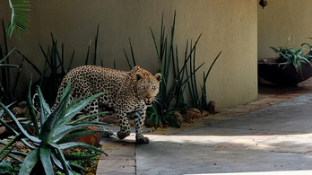 Koronavírussal fertőzött leopárdra bukkantak Indiában