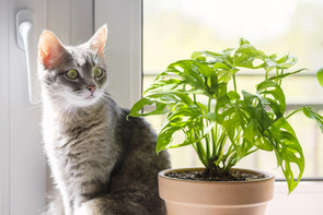 5 növény, amely mérgező a kutyákra és macskákra! Ne tartsd őket elérhető helyen