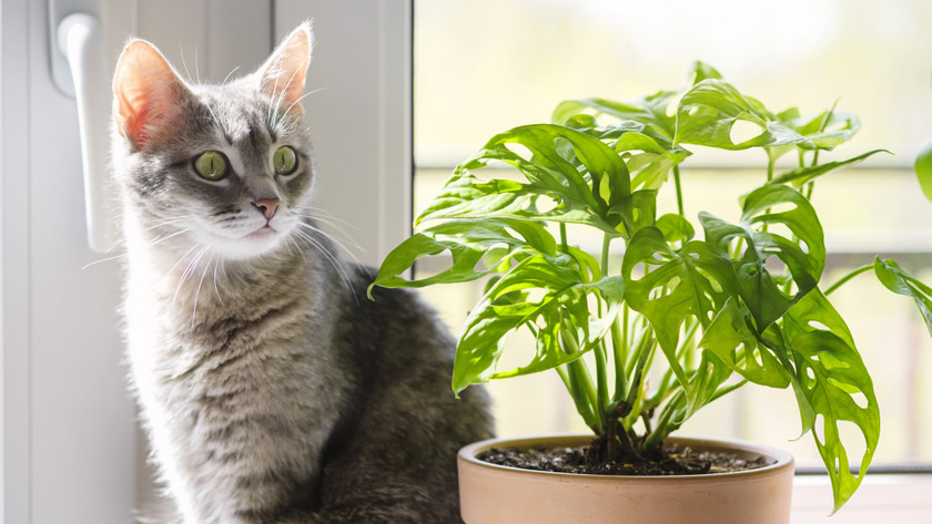 5 növény, amely mérgező a kutyákra és macskákra!