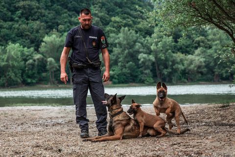 Újabb rendőrségi kutyavásár: keverékekből is válhatnak szolgálati kutyák?