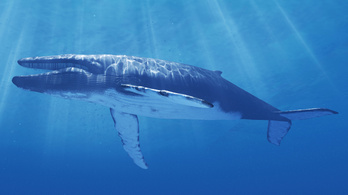 Hogyan esznek a bálnák anélkül, hogy megfulladnának?