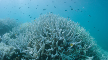Plusz egymilliárd dollárral támogatja a Nagy-korallzátony megmentését Ausztrália