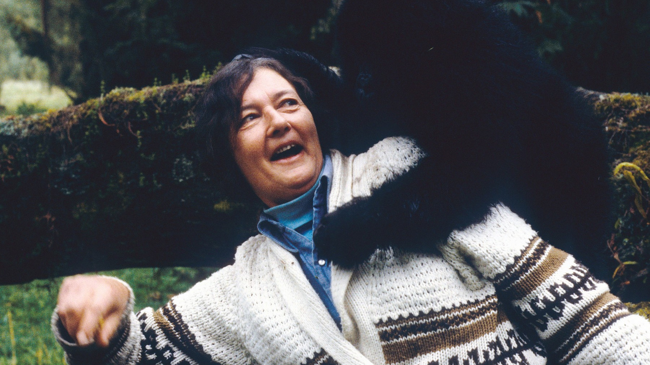 Ő volt a Virunga boszorkánya: Dian Fossey különleges története, aki foggal-körömmel harcolt a gorillákért
