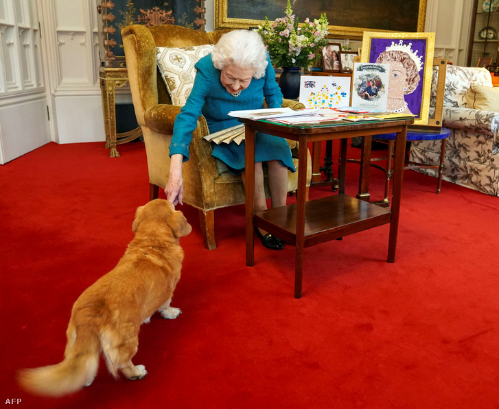 II. Erzsébet királynő simogatja Candy nevű dorgi kutyáját 2022. januárban