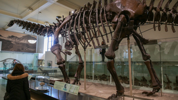 Hatalmas titanoszaurusz-csontvázat találtak