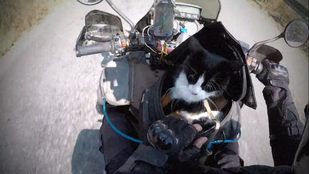 Ez a macska motoron járja be a világot