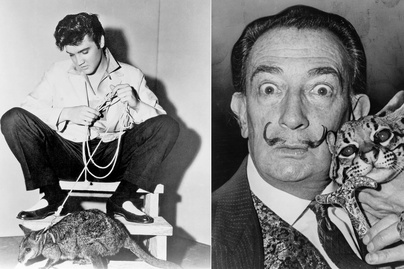 Salvador Dalínak ocelotja, Elvisnek kenguruja volt: 8 híresség, aki nem átlagos háziállatot tartott