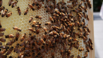 Kis híján 60 ezer méhet raboltak el Amerikában