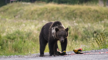 Közzétették, hány veszélyes medvét lehet kilőni Erdélyben