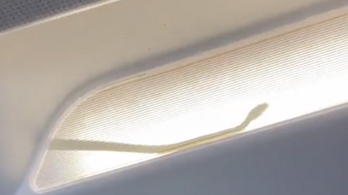 Kígyót találtak egy repülő fedélzetén