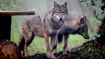 Farkasok marcangoltak szét a Mátrában egy gímbikát