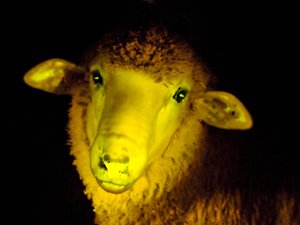 Génmódosított, világító juhok születtek